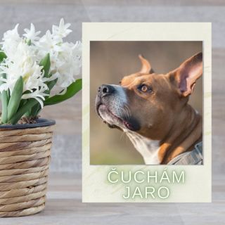 Už je tu... 🪻☀️🐕🐱🐥 #zverokramcz #vitejjaro #jaro #jarojetu #slunickosviti #ptaccizpivaji